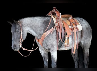 Quarter horse américain, Hongre, 11 Ans, 152 cm, Rouan Bleu