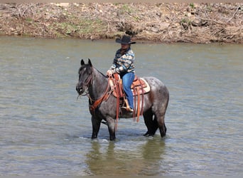 Quarter horse américain, Hongre, 11 Ans, 152 cm, Rouan Bleu