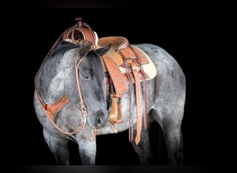 Quarter horse américain, Hongre, 11 Ans, 152 cm, Rouan Bleu
