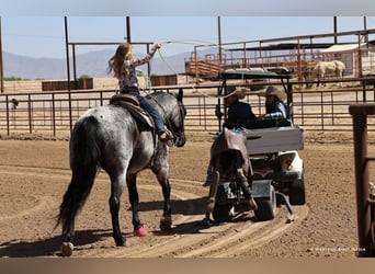 Quarter horse américain, Hongre, 11 Ans, 152 cm, Rouan Bleu