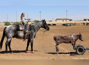 Quarter horse américain, Hongre, 11 Ans, 152 cm, Rouan Bleu