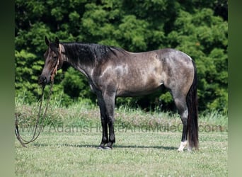 Quarter horse américain, Hongre, 11 Ans, 152 cm, Rouan Bleu