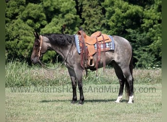 Quarter horse américain, Hongre, 11 Ans, 152 cm, Rouan Bleu