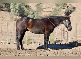 Quarter horse américain, Hongre, 11 Ans, 152 cm, Rouan Bleu