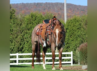 Quarter horse américain, Hongre, 11 Ans, 152 cm, Rouan Rouge