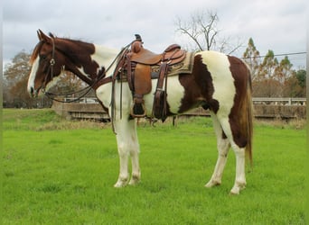 Quarter horse américain, Hongre, 11 Ans, 155 cm, Alezan brûlé