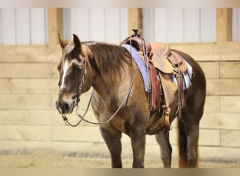 Quarter horse américain, Hongre, 11 Ans, 155 cm, Alezan cuivré