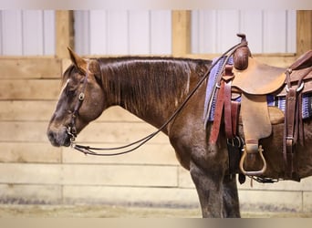 Quarter horse américain, Hongre, 11 Ans, 155 cm, Alezan cuivré