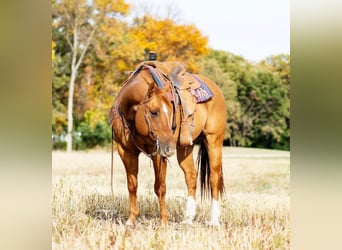 Quarter horse américain, Hongre, 11 Ans, 155 cm, Alezan dun