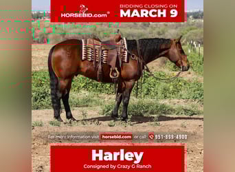 Quarter horse américain, Hongre, 11 Ans, 155 cm, Bai cerise