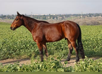 Quarter horse américain, Hongre, 11 Ans, 155 cm, Bai cerise