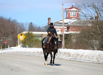 Quarter horse américain, Hongre, 11 Ans, 155 cm, Bai