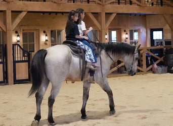 Quarter horse américain, Hongre, 11 Ans, 155 cm, Buckskin