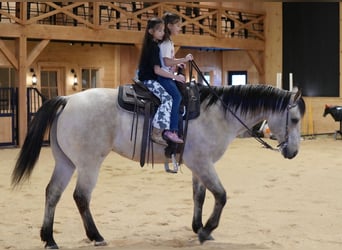Quarter horse américain, Hongre, 11 Ans, 155 cm, Buckskin