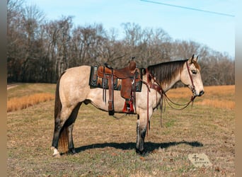 Quarter horse américain, Hongre, 11 Ans, 155 cm, Buckskin