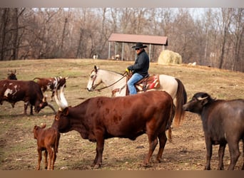 Quarter horse américain, Hongre, 11 Ans, 155 cm, Buckskin