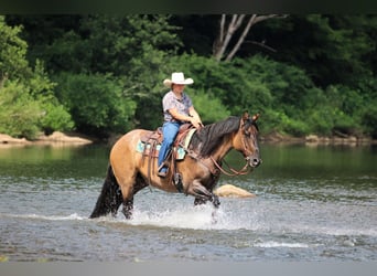 Quarter horse américain, Hongre, 11 Ans, 155 cm, Grullo