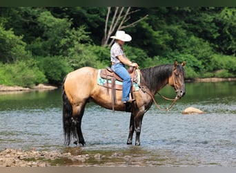 Quarter horse américain, Hongre, 11 Ans, 155 cm, Grullo