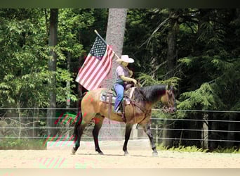 Quarter horse américain, Hongre, 11 Ans, 155 cm, Grullo