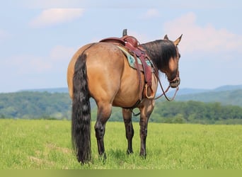 Quarter horse américain, Hongre, 11 Ans, 155 cm, Grullo