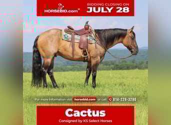 Quarter horse américain, Hongre, 11 Ans, 155 cm, Grullo