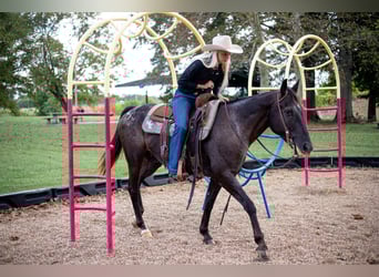 Quarter horse américain, Hongre, 11 Ans, 155 cm, Noir