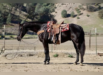 Quarter horse américain, Hongre, 11 Ans, 155 cm, Noir