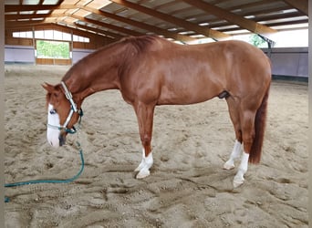 Quarter horse américain, Hongre, 11 Ans, 155 cm, Overo-toutes couleurs