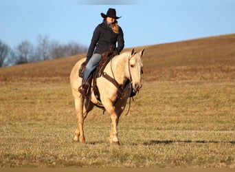 Quarter horse américain, Hongre, 11 Ans, 155 cm, Palomino