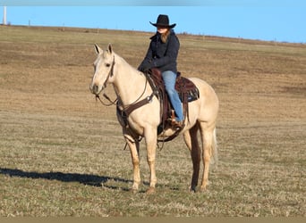 Quarter horse américain, Hongre, 11 Ans, 155 cm, Palomino