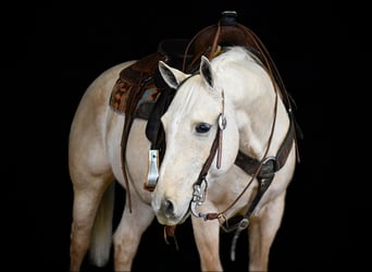 Quarter horse américain, Hongre, 11 Ans, 155 cm, Palomino