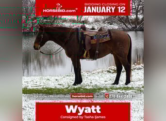 Quarter horse américain, Hongre, 11 Ans, 155 cm, Roan-Bay