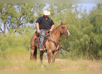 Quarter horse américain, Hongre, 11 Ans, 157 cm, Alezan dun