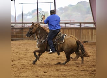 Quarter horse américain, Hongre, 11 Ans, 157 cm, Alezan dun