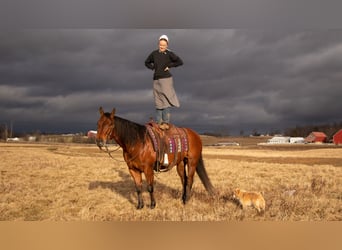Quarter horse américain, Hongre, 11 Ans, 157 cm, Bai cerise