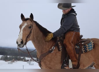 Quarter horse américain, Hongre, 11 Ans, 157 cm, Buckskin