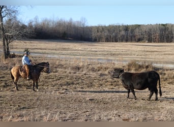 Quarter horse américain, Hongre, 11 Ans, 157 cm, Buckskin