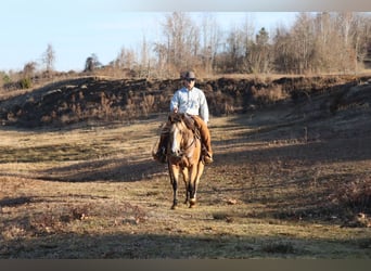 Quarter horse américain, Hongre, 11 Ans, 157 cm, Buckskin