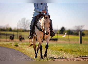 Quarter horse américain, Hongre, 11 Ans, 157 cm, Buckskin