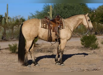 Quarter horse américain, Hongre, 11 Ans, 157 cm, Buckskin