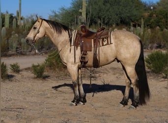 Quarter horse américain, Hongre, 11 Ans, 157 cm, Buckskin