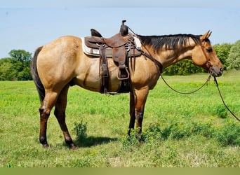 Quarter horse américain, Hongre, 11 Ans, 157 cm, Isabelle