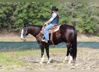 Quarter horse américain, Hongre, 11 Ans, 157 cm, Noir