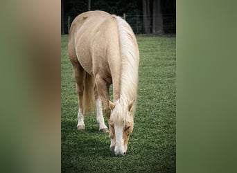 Quarter horse américain, Hongre, 11 Ans, 157 cm, Palomino