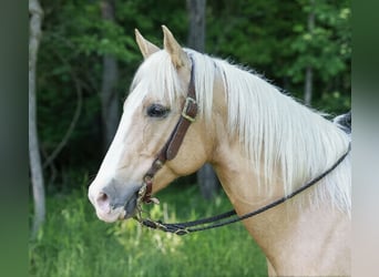 Quarter horse américain, Hongre, 11 Ans, 157 cm, Palomino