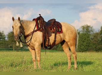 Quarter horse américain, Hongre, 11 Ans, 157 cm, Palomino