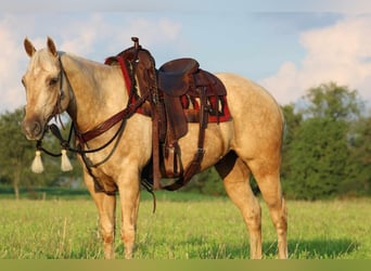 Quarter horse américain, Hongre, 11 Ans, 157 cm, Palomino