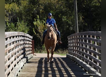 Quarter horse américain, Hongre, 11 Ans, 157 cm, Palomino