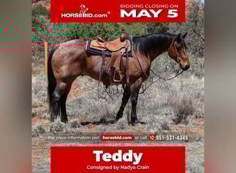 Quarter horse américain, Hongre, 11 Ans, 157 cm, Roan-Bay