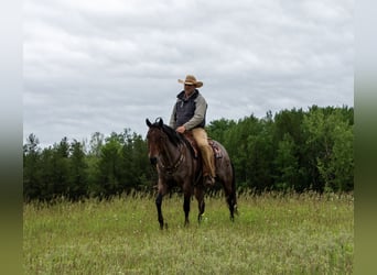 Quarter horse américain, Hongre, 11 Ans, 157 cm, Roan-Bay